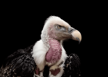 Urubu do Pix: entenda o golpe envolvendo depósitos no WhatsApp