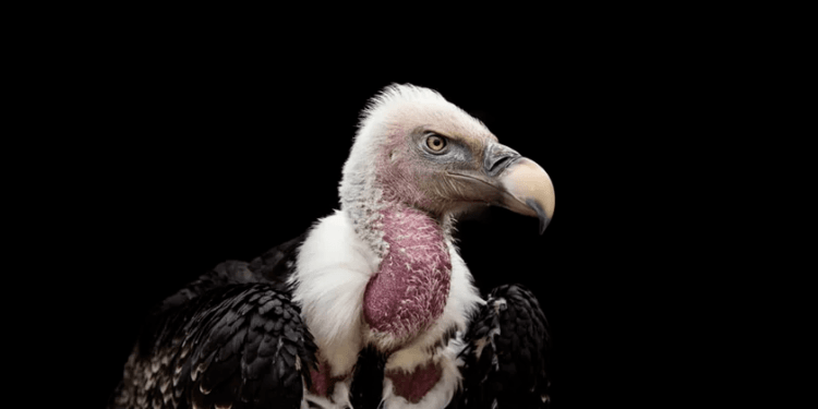 Urubu do Pix: entenda o golpe envolvendo depósitos no WhatsApp