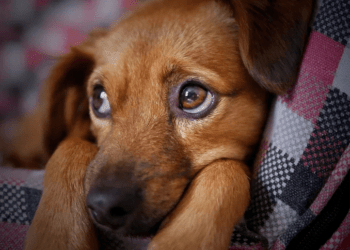 Veja como proteger seu pet das baixas temperaturas