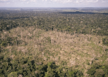 Desmatamento na Amazônia aumenta quase 13%, alerta Greenpeace