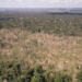 Desmatamento na Amazônia aumenta quase 13%, alerta Greenpeace