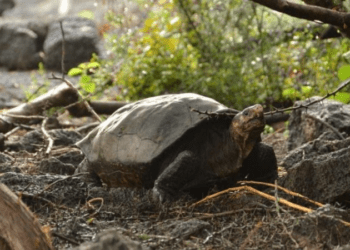 Conheça Fernanda, a tartaruga gigante de uma espécie considerada extinta