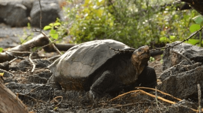 Conheça Fernanda, a tartaruga gigante de uma espécie considerada extinta