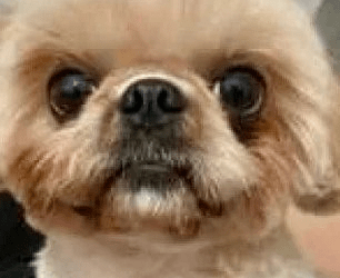 Cãozinho vai ao pet shop e volta sem olho, em Minas Gerais