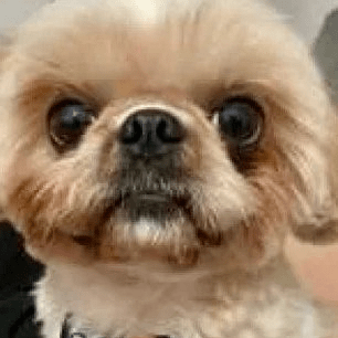 Cãozinho vai ao pet shop e volta sem olho, em Minas Gerais