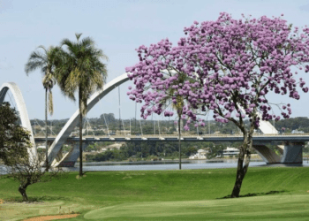 É época de curtir a beleza de tirar o chapéu da florada dos ipês roxos