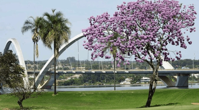 É época de curtir a beleza de tirar o chapéu da florada dos ipês roxos