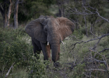 Elefante mata idosa de 70 anos e volta no funeral para pisoteá-la