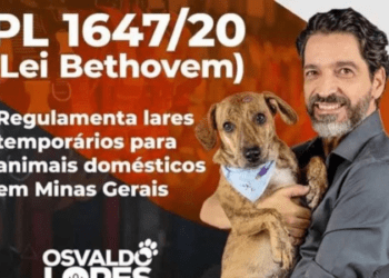 Cãozinho que perdeu olho em pet shop pode virar nome de lei – MG