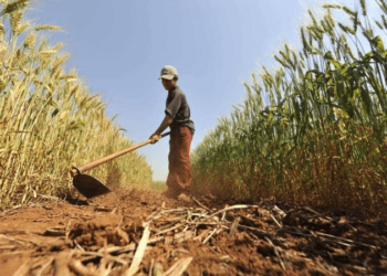 Pelo menos 19 pessoas foram assassinadas em conflitos no campo em 2022