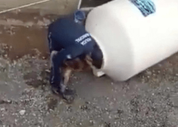 Menina de 3 anos é trancada em tanque para que pais pudessem trabalhar