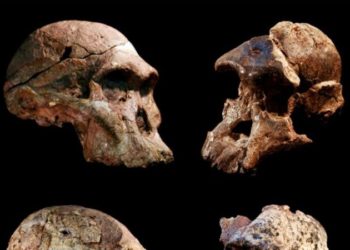 Descoberta antecipa em 1 milhão de anos presença de ancestrais do homem