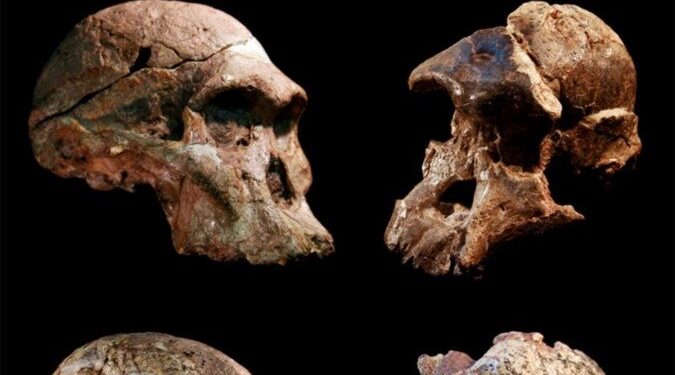 Descoberta antecipa em 1 milhão de anos presença de ancestrais do homem