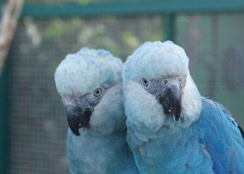Ararinhas-azuis são soltas na natureza 20 anos após extinção