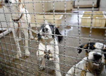 ONG Cão Sem Dono faz feira de adoção em estação de metrô de São Paulo