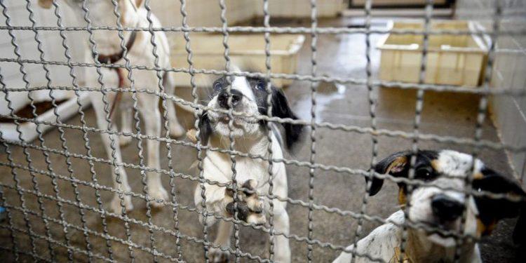ONG Cão Sem Dono faz feira de adoção em estação de metrô de São Paulo