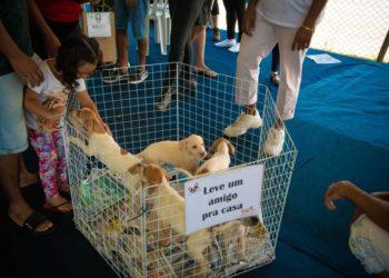Diversão pet friendly para toda a família