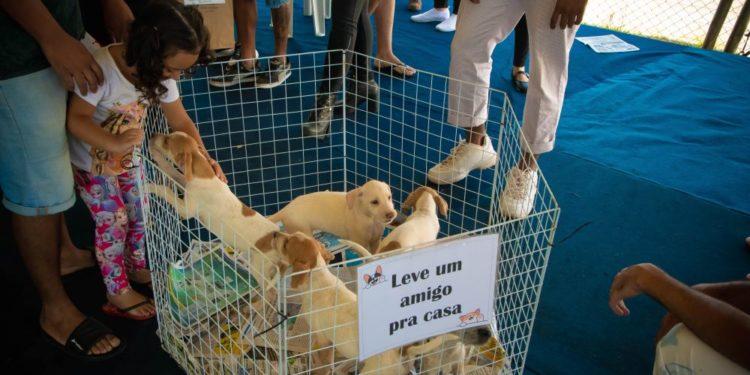 Diversão pet friendly para toda a família