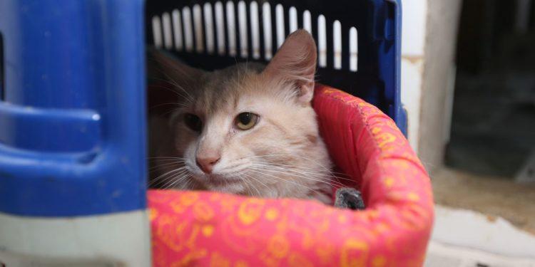 Seminário sobre combate a maus-tratos de cães e gatos