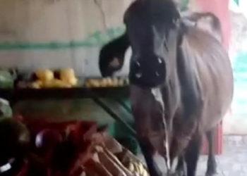 Vaca invade comércio e ‘rouba’ verduras em Goiás; veja vídeo