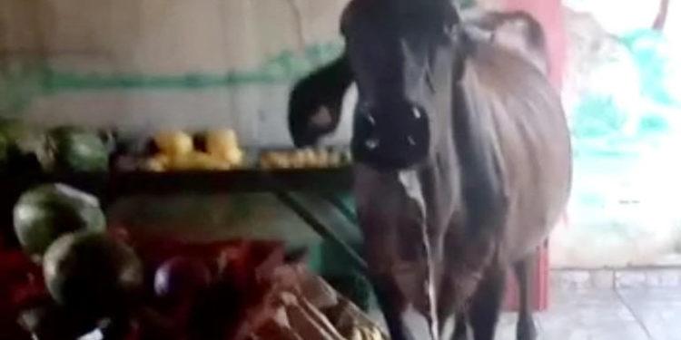 Vaca invade comércio e ‘rouba’ verduras em Goiás; veja vídeo