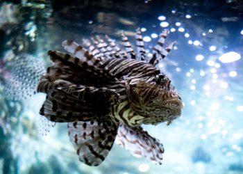 Peixe-leão traz riscos para o litoral brasileiro