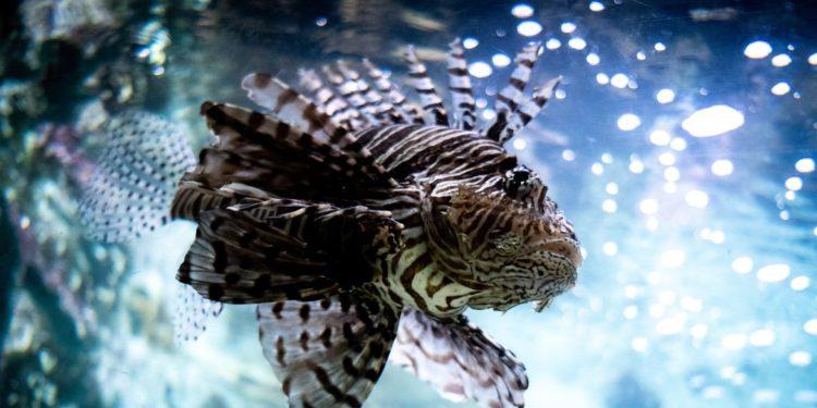 Peixe-leão traz riscos para o litoral brasileiro