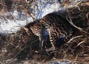 Bombeiros resgatam jaguatirica atropelada em estrada no Vale do Aço – MG