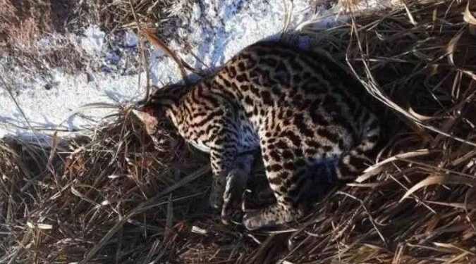 Bombeiros resgatam jaguatirica atropelada em estrada no Vale do Aço – MG