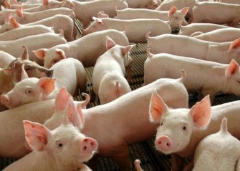 Países Baixos: estudo detecta microplástico em leite e carnes