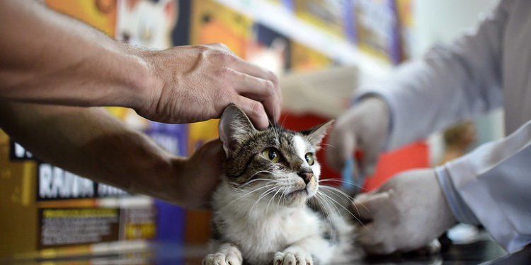 Vacinação antirrábica é antecipada e começa nesta quarta (6) no DF