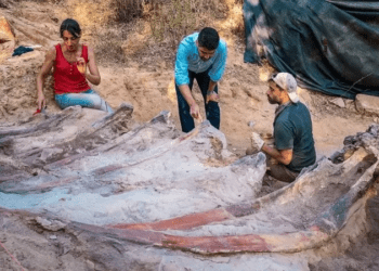 Enorme dinossauro saurópode é descoberto em Portugal
