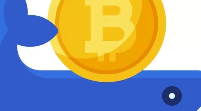 Quem são os investidores ‘camarão’ e ‘baleia’ que tentam salvar o bitcoin do colapso