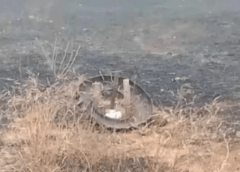 Galinha resiste a calor e fumaça de queimada para proteger ninho, em MG