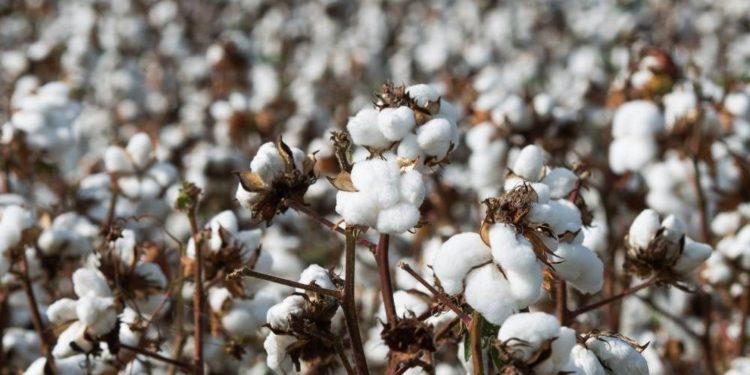 Com modelo ‘sustentável’, Brasil acelera na corrida do algodão