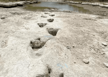 Pegadas de dinossauro de 113 milhões de anos aparecem nos EUA após rio secar