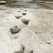 Pegadas de dinossauro de 113 milhões de anos aparecem nos EUA após rio secar