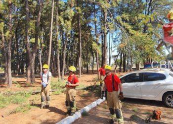 Galho de árvore cai no Parque da Cidade e atinge três veículos