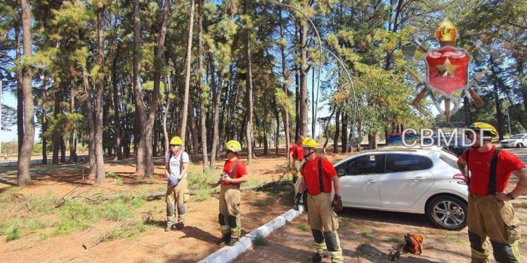 Galho de árvore cai no Parque da Cidade e atinge três veículos