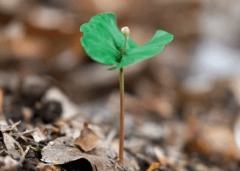 Os fascinantes segredos das plantas para resistir ao fogo