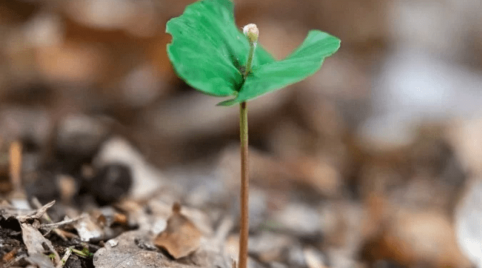 Os fascinantes segredos das plantas para resistir ao fogo
