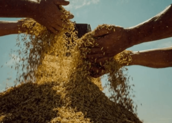 MST: maior produtor de arroz orgânico do Brasil, movimento vive dificuldades para comercializar o grão