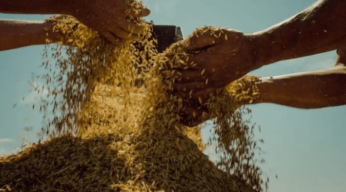 MST: maior produtor de arroz orgânico do Brasil, movimento vive dificuldades para comercializar o grão
