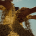 MST: maior produtor de arroz orgânico do Brasil, movimento vive dificuldades para comercializar o grão