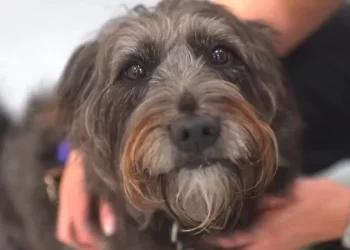 Cachorros podem farejar estresse no hálito dos donos, revela estudo