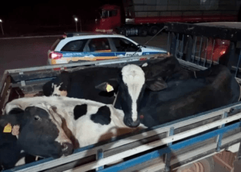 Homem é preso suspeito de furtar gado em fazenda no Norte de Minas