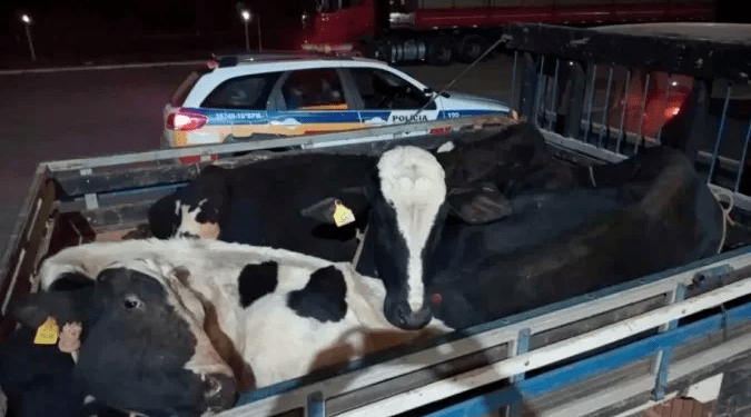 Homem é preso suspeito de furtar gado em fazenda no Norte de Minas