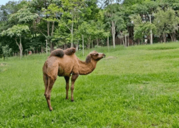 Camelo fêmea do zoológico de BH morre após infecção grave