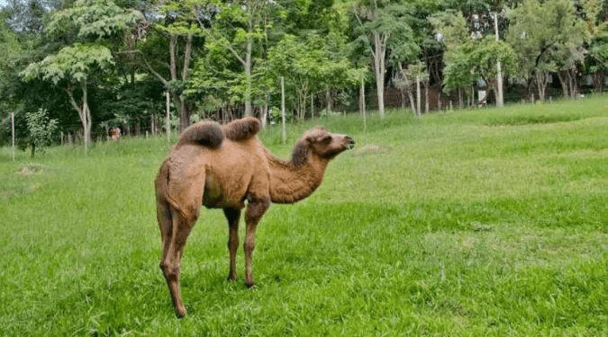 Camelo fêmea do zoológico de BH morre após infecção grave