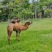 Camelo fêmea do zoológico de BH morre após infecção grave